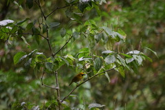 Caryothraustes poliogaster