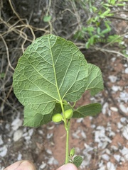 Pyrenacantha grandiflora
