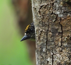 Olivaceous Piculet photo 3