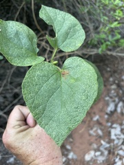 Pyrenacantha grandiflora