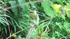 Poecilotriccus ruficeps