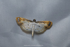 Leucinodella leucostola