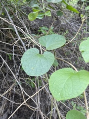 Pyrenacantha grandiflora