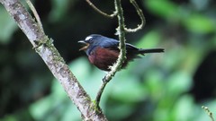 Ochthoeca cinnamomeiventris