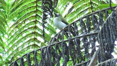 Hemitriccus granadensis