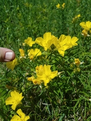 Oenothera serrulata