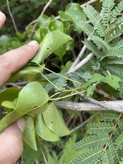 Tinospora tenera