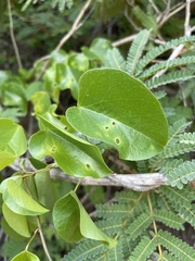 Tinospora tenera
