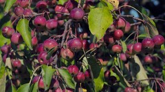 Malus × robusta