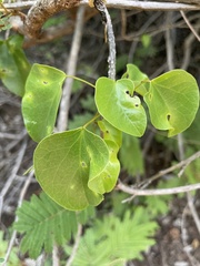 Tinospora tenera