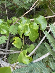 Tinospora tenera