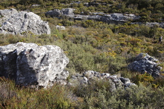 Cliffortia tridentata