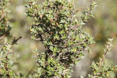 Cliffortia tridentata