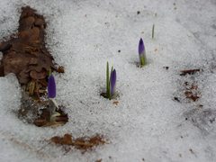 Crocus vernus