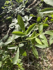 Searsia pyroides pyroides