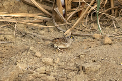 Ammodramus humeralis