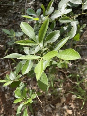Searsia pyroides pyroides