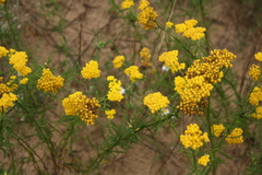 Achillea micrantha