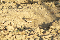 Ammodramus humeralis