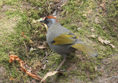 Trochalopteron melanostigma