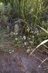 Pseudoselago peninsulae