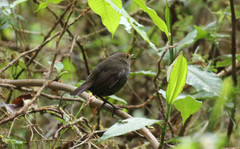 Brachypteryx cruralis