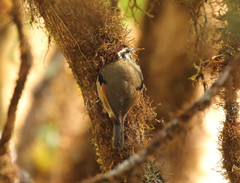 Schoeniparus castaneceps