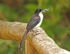Dark-Backed Sibia photo 3