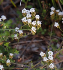 Pseudoselago peninsulae