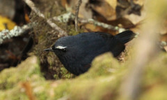 Brachypteryx cruralis