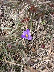 Crocus vernus