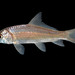 Carpiodes carpio - Photo (c) Tom Kennedy, alguns direitos reservados (CC BY-NC), enviado por Tom Kennedy