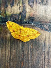 Periclina