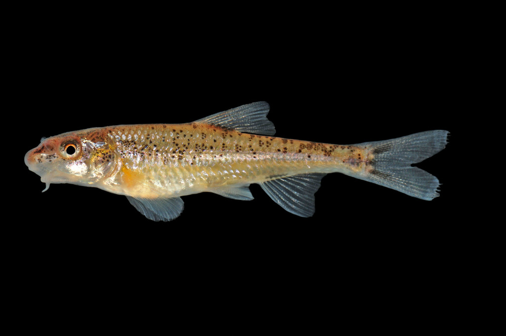 Speckled Chub