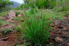 Setaria sphacelata sphacelata