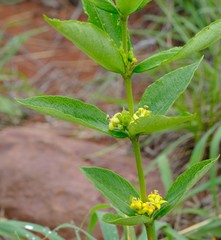 Fadogia homblei
