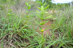 Fadogia homblei