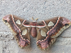 Rothschildia cinctus