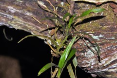 Angraecum patens