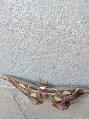 Rothschildia cinctus