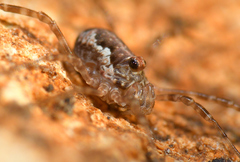 Dasylobus