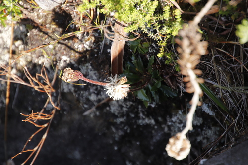 Image of Mairia crenata by (c) Tony Rebelo, some rights reserved (CC BY-SA)