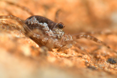 Dasylobus