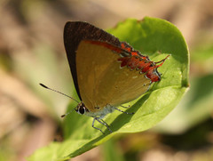 Heliophorus epicles