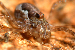 Dasylobus