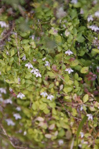 Image of Unigenes humifusa by (c) Tony Rebelo, some rights reserved (CC BY-SA)