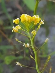 Rorippa brachycarpa