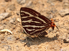 Cigaritis lohita