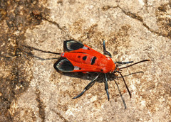 Akaisphecia