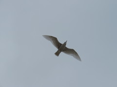 Larus hyperboreus
